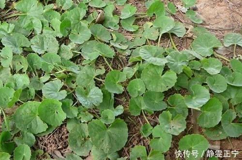 叶子|叶子像一个碗，既是野菜，也是药，曾是上好的凉茶料，你可认识？