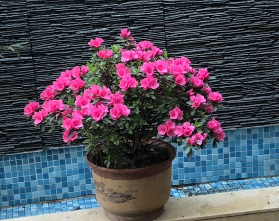 3种花要贱养，盆越小、开花越多，放大盆里容易死！