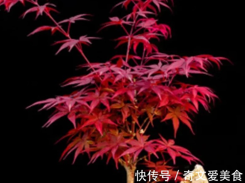 值得养的6种吉祥花,摆在客厅里高端上档次,净化空气杠杠滴