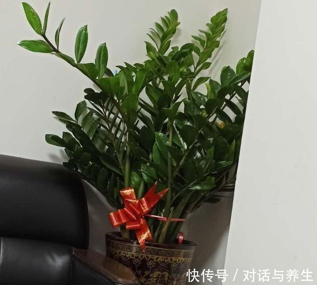 养花常说的“散射光”是什么光哪些地方符合散射光要求!