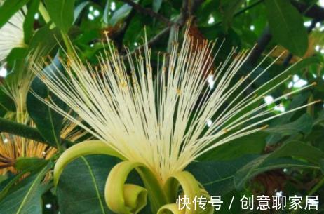 金钱树|6种植物，花开富贵“好兆头”，能养开花“不简单”