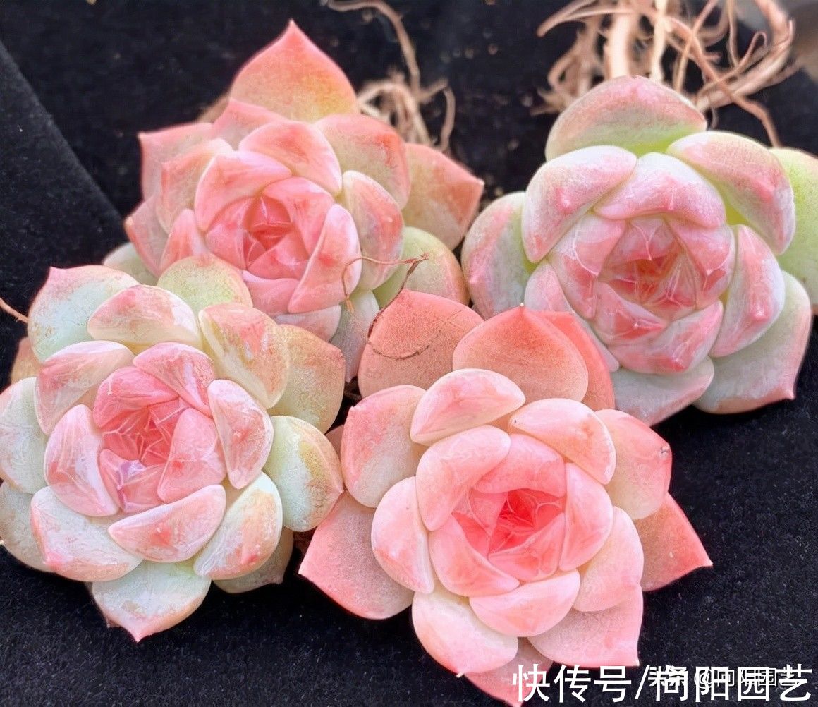 天气越来越冷，多肉状态越来越好，仙气飘飘的多肉，你馋了吗