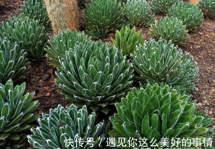 10种最耐寒的多肉植物,零下了都不会死,新手就养它们吧