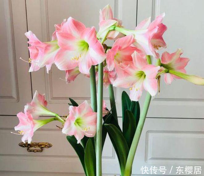 易爆|四种花常年开花易爆盆,被称为花卉界的劳模,谁见了都想养!