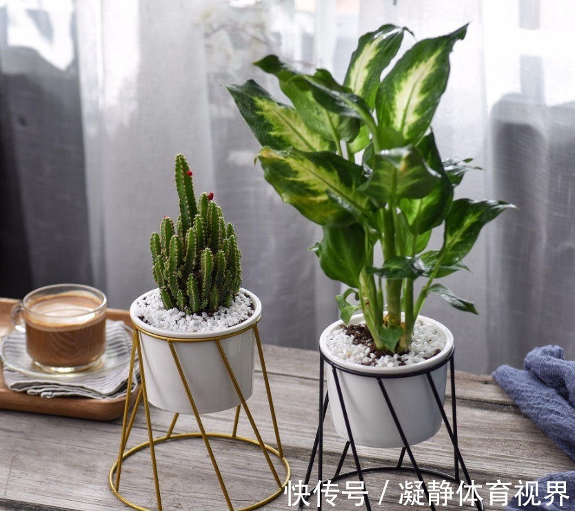 抓把“黄豆”养绿植，盆栽不施肥，光浇水就能养得叶绿根壮