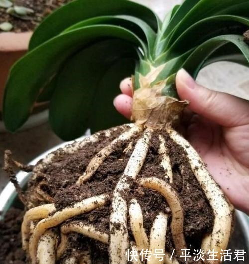家里有这2花要忙起来,开春必须换盆换土,给它们的大白根好营养!