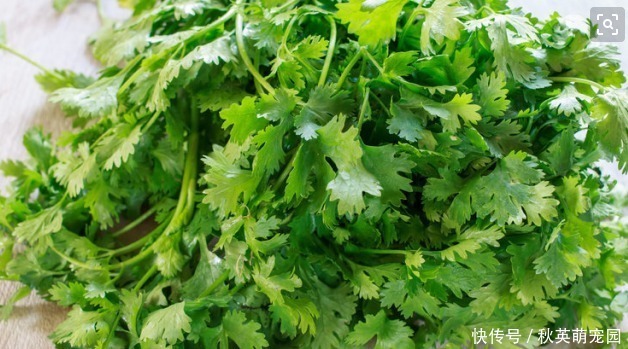 好处|香菜煮水太厉害了，坚持服用好处不请自来，给身体来个全身排毒