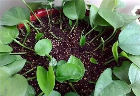 绿萝“越来越黄”,做3步还“有救”,新芽呼呼冒,叶子巴掌大