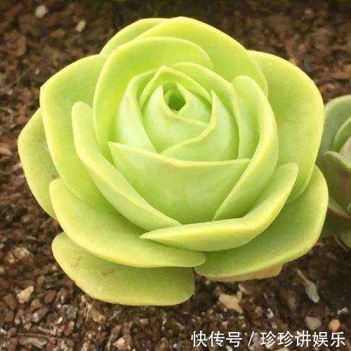 这两种多肉植物开花并不是好事，开完就死，家里有的话要小心