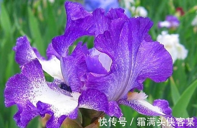 4种“女神花”,名字好听花更美,越养越上瘾,你养了吗?