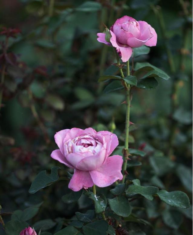 养月季,牢记“4要素”,花苞不停冒,夏季也能开爆盆