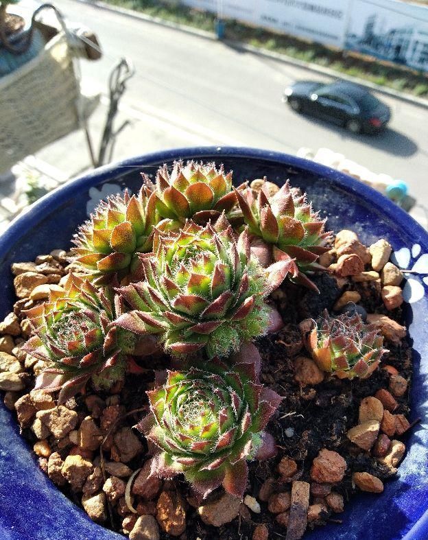 杆子|多肉撸光叶子,呼呼冒出10个头,越虐长得越旺