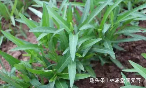 空心菜|它是三高克星,对吃此菜,降压降脂又降糖,清热解毒,谁吃谁健康