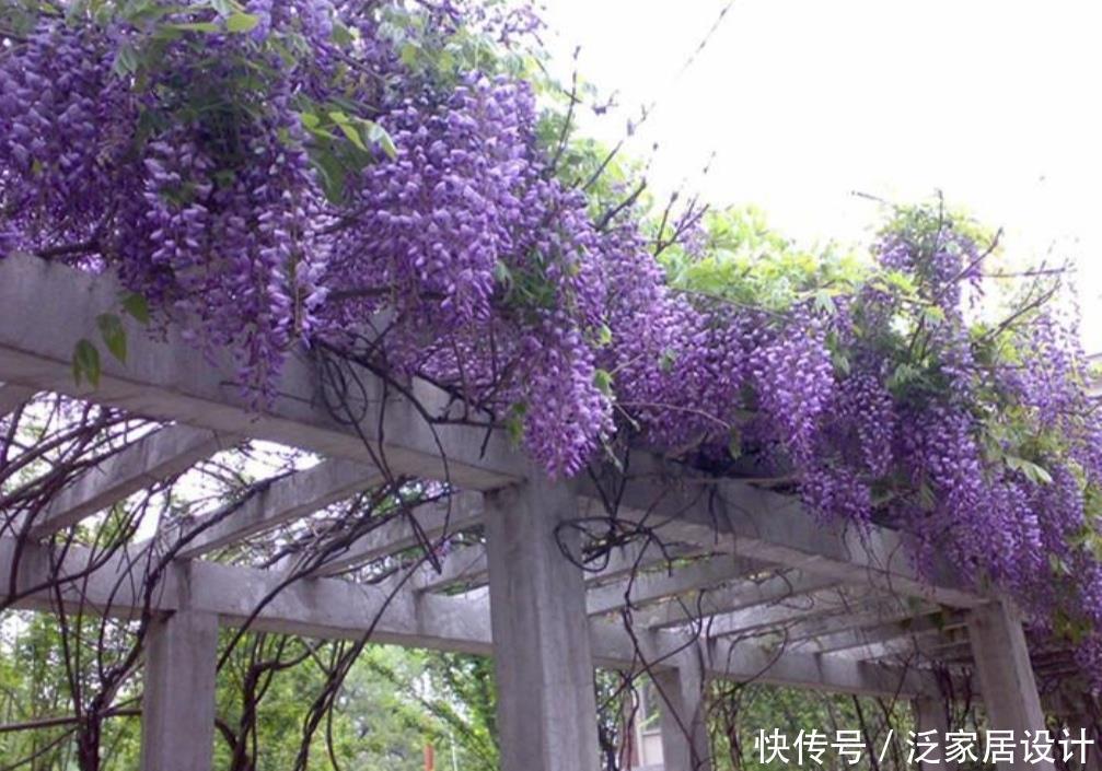 家有院子,就栽6种爬藤花卉,花期开成鲜花“瀑布”