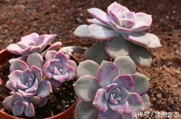 普货|公认老桩最漂亮的多肉，紫乐未上榜，这3种普货名列前三！