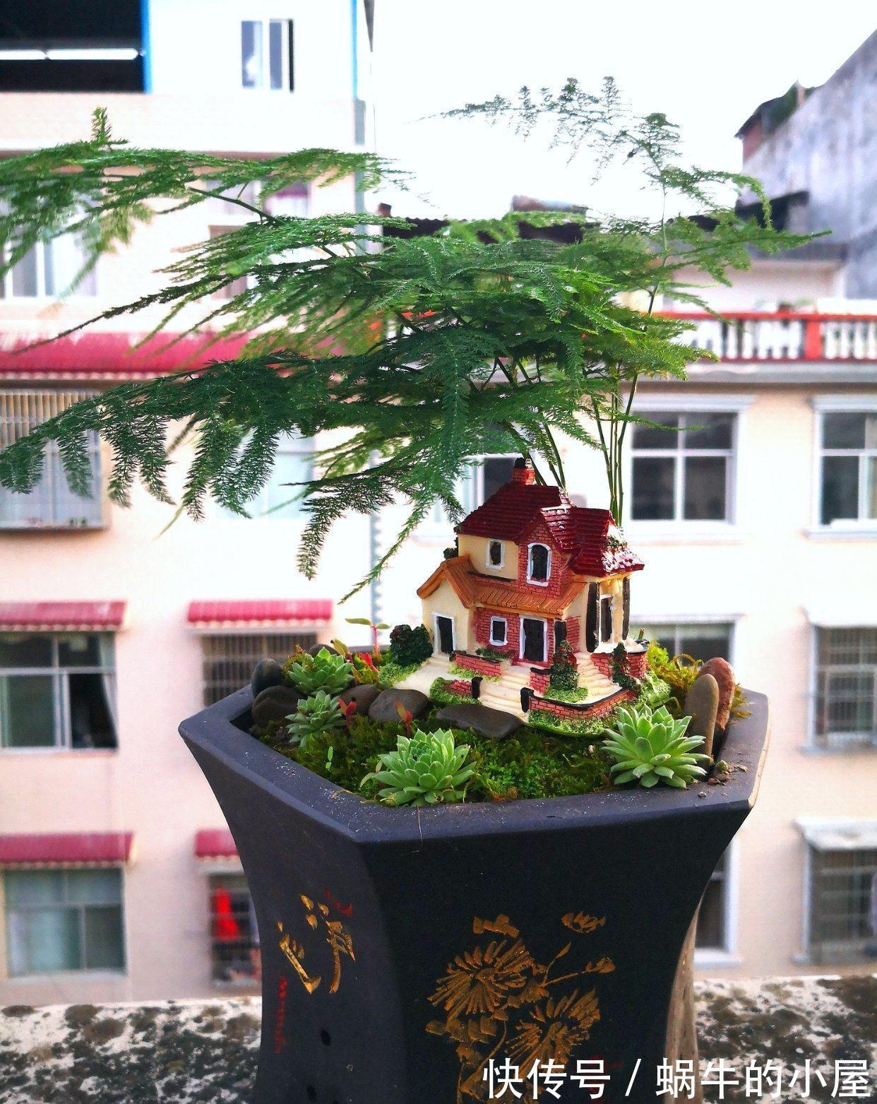 九月养文竹,给它做“三减法”,新枝新笋一起长,养成繁花小盆景