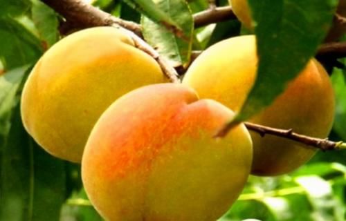 神经疲劳|年轻女性吃的食物，坚持多吃，排毒消脂，促进排毒素，人体不显老