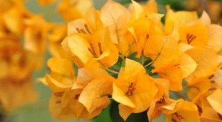 生命力|三角梅的种植扦插方法及种植技巧，干货满满