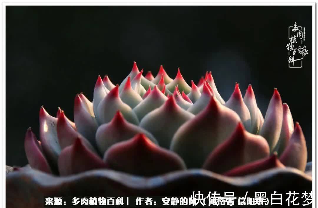 阳台多肉党的幸福生活!