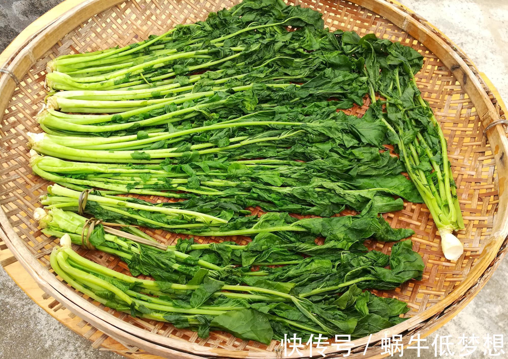 蔬菜中的“人参”，叶子营养极高，10月正鲜嫩，做成酸菜特下饭