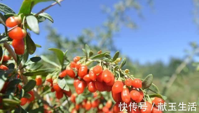 花朵|这几种花,养了就是赚到,花苞、果实、叶子都是好东西