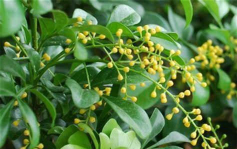 树枝|栀子花,修剪后的树枝可直接放入盆和桶中