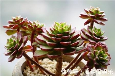 花盆|黑法师直接砍一刀，窜出满盆新芽，花盆容不下，养出大老桩！