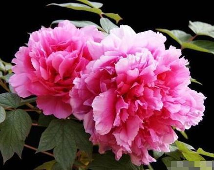 适合秋冬养的花,好养如绿萝,花形奇特漂亮,花香四溢,值得入手