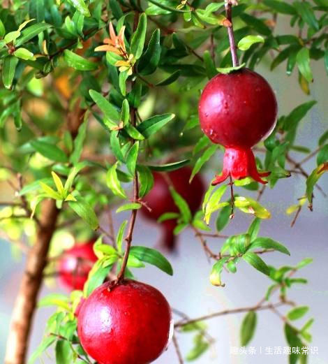 8种水果盆栽比花都美,果实多好打理,够一家人吃一年了!
