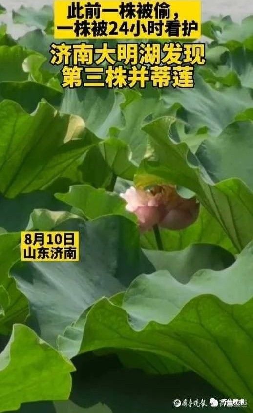 大明湖景区|“连体”莲蓬再现！已派6名保安24小时值守！大明湖发现第三株并蒂莲？