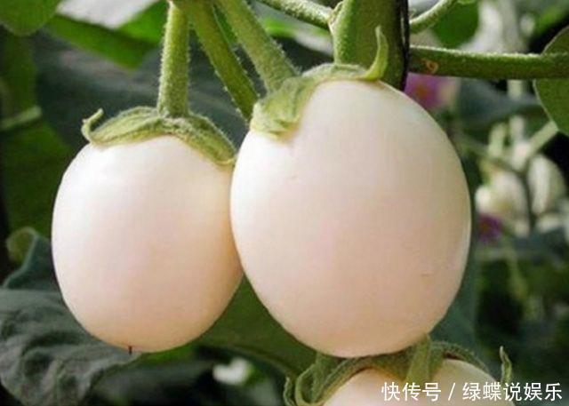 盆里长出白鸡蛋,个头不大味道却美,阳台就能种几盆