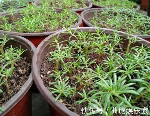 太阳花怎么扦插教你“1招”,7天生根,10天开花,秋季扦插刚好