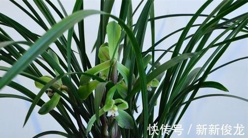 老花农养兰花，只用1种植料，易生根好栽种浇水方便