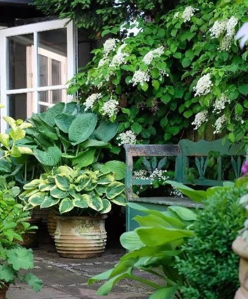 这份让春季花园“爆花”的清单你收藏一下吧！