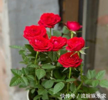 玫瑰|比香水还好闻的“3种花”,家里养1盆,满屋飘香,出门不用喷香水