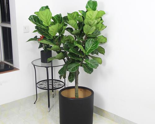 花卉|这花真的不好养,新手选择要慎重,能养好的都是高手!