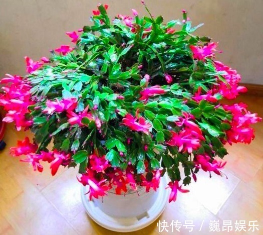 蟹爪兰不开花,变成“仙人掌”快往土里掺点“它”,花苞呼呼冒