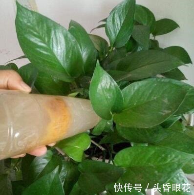 张大爷养花,一年四季用“2种水”浇花,土壤疏松肥沃、养啥都旺