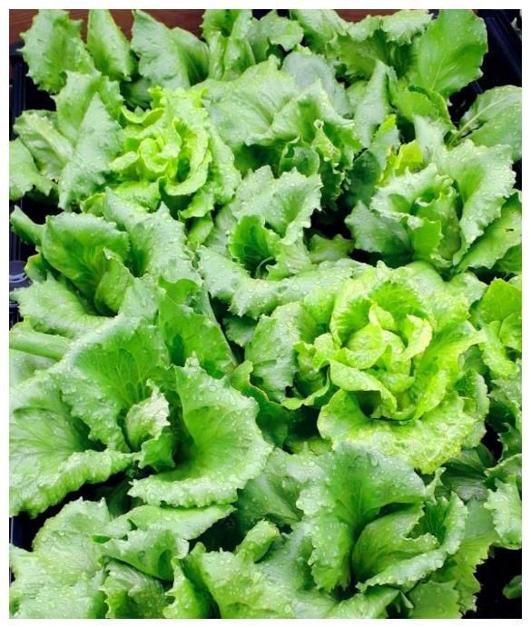 王祖蓝晒自家有机菜园，引10万网友点赞，网友：这就是向往的生活