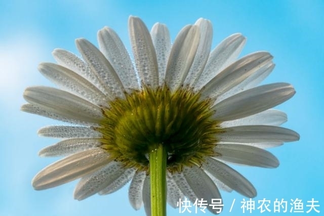 3星座|7月中旬，花有重开日，缘有相聚时，3星座痴迷旧情人，情归深处