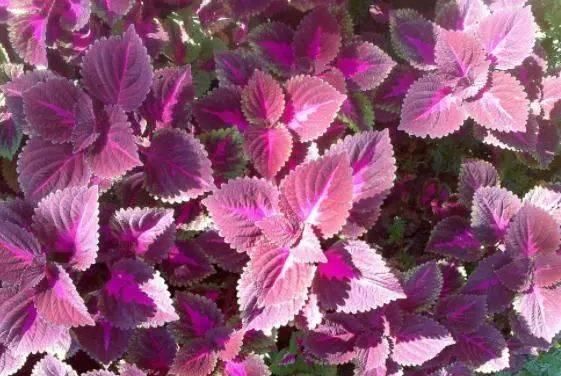 替代品|安眠药“替代品”找到了,不是酸枣仁,也不是香蕉,助你睡得香