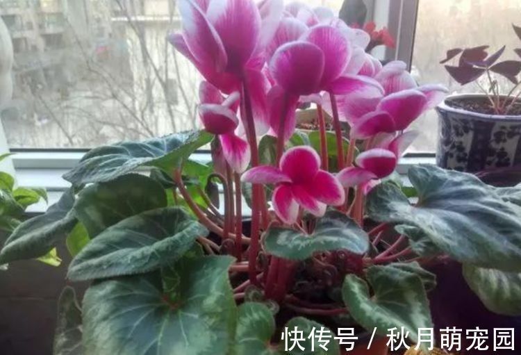 爆盆|4种花深受花友的喜欢，开花爆盆很简单，冬季一样能开花