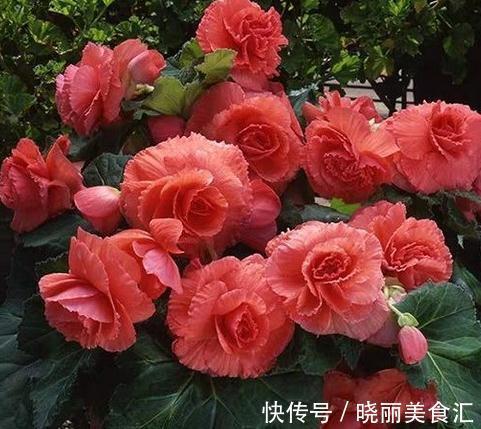 这些流行花卉,一个比一个难养,大多活不过一年,浪费钱