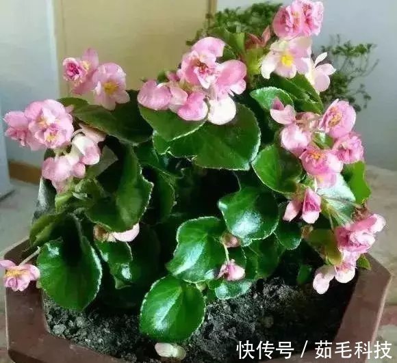 非洲菊|这些花草不要往叶面上喷水，否则只剩下花盆