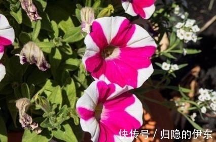 人际关系|桃花绽放，爱意浓浓，心心念念，此生相伴