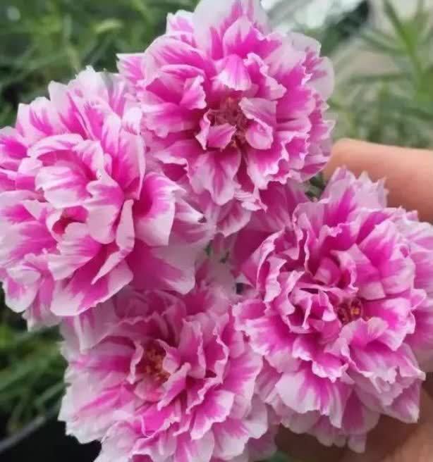 4种花养在家里,一整年都有好运气,浇水就疯长,开花爆盆很容易