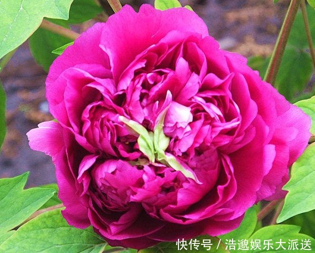 菊花|喜欢菊花,不如养盆“花中精品”赵粉牡丹,花形丰满,芳香馥郁