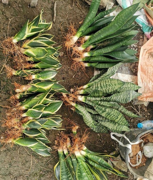 虎皮兰春天砍几下,分出几个娃,个个肥壮,一年窜到1米8