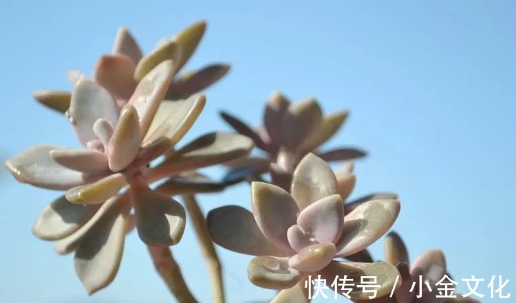 以阳光为滤镜,蓝天为背景,期待拥抱春天,拥抱自然!