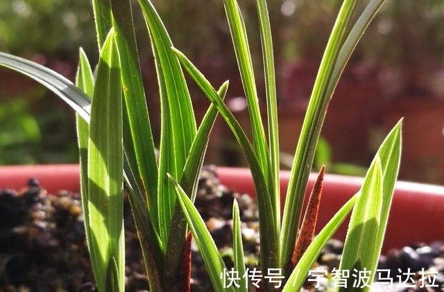 兰花分株的正确方法有哪些?新手兰友速成技巧,简单又实用